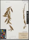 Foto von Salix triandra subsp. triandra L.